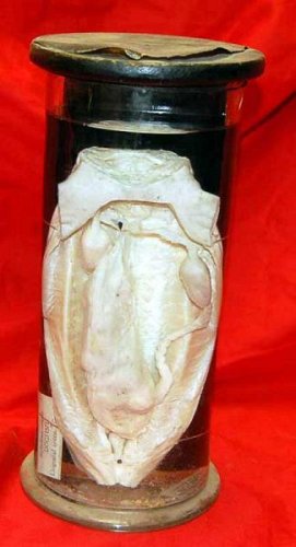 Dogfish Preserved in Glass Jar