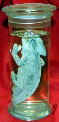 Chameleon Preserved In Glass Jar