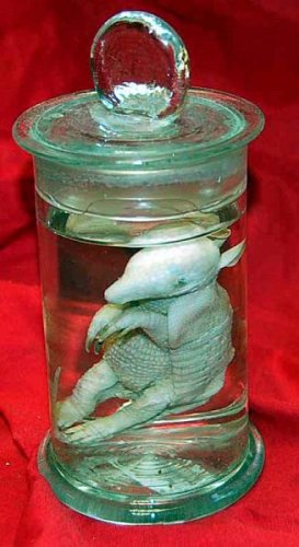 Small Armadillo Preserved In Glass Jar