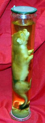Weasel Preserved In Glass Jar