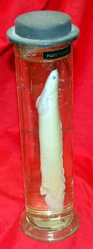 Fish Preserved In Glass Jar