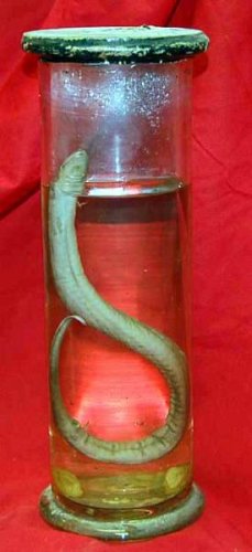 Snake Preserved In Glass Jar