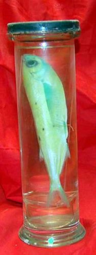 Preserved Fish In Glass Jar