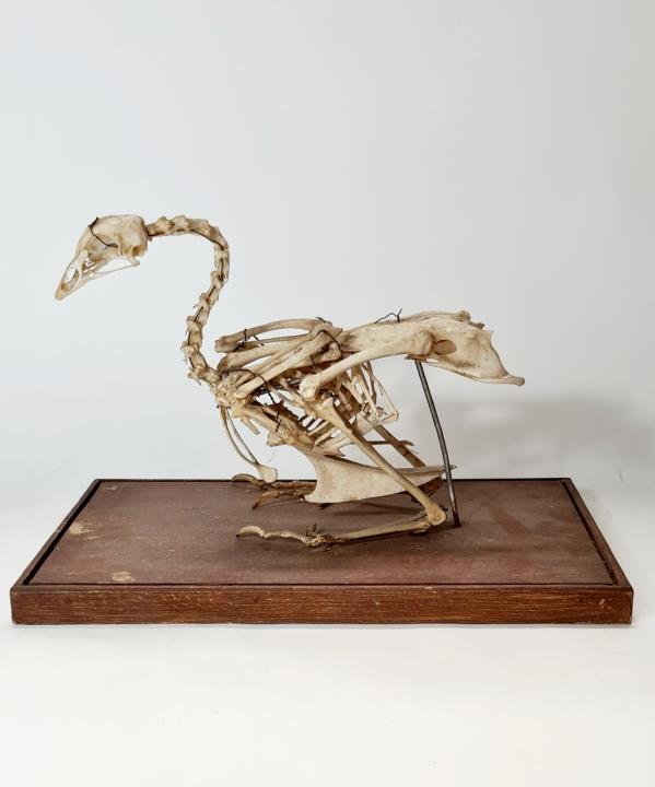 Vintage Bird Skeleton | CURIOUS SCIENCE