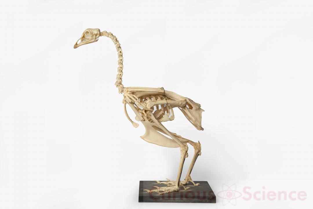 Bird Skeleton | CURIOUS SCIENCE