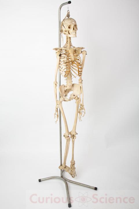 Vintage Human Teaching Skeleton | CURIOUS SCIENCE