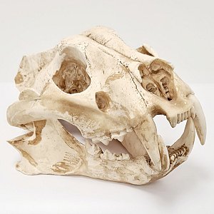 Tiger Skull (cast)