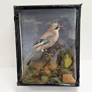 Taxidermy Blue Jay in Case