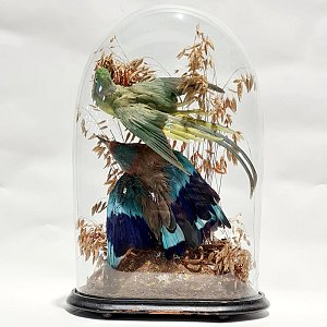 Taxidermy Birds of Paradise in Dome - Damaged