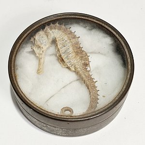 Seahorse In Specimen Tin