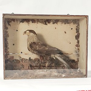 Taxidermy Bird Of Prey In Case