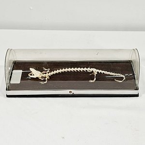 Lizard Skeleton In Case