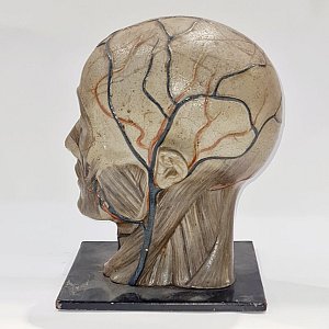 Period Anatomical Half Head