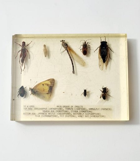 Insects In Resin