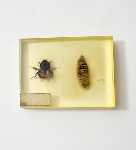 Bee And Pupae In Resin