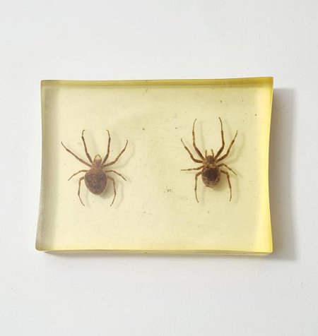 Spiders In Resin