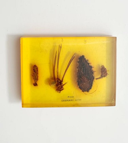 Pines In Resin