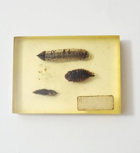 Pupae In Resin