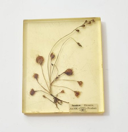 Botanical Specimen In Resin