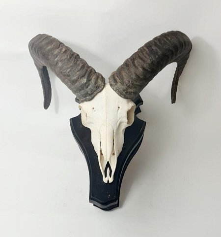 Mounted Ram / Goat Skull
