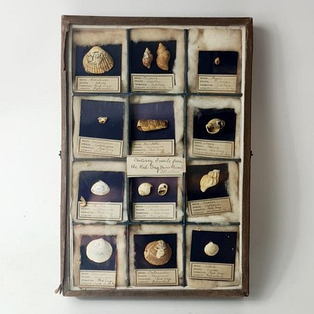 Vintage Shell Display In Glass Case