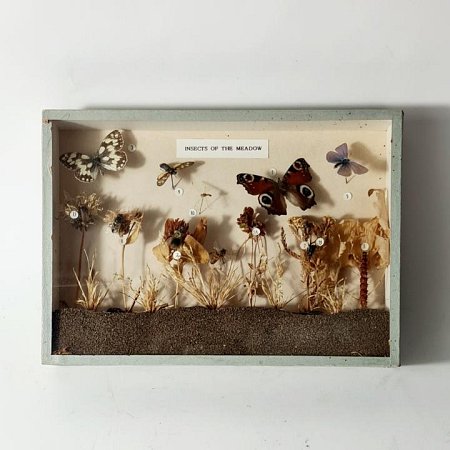 Insects Of The Meadow - Cased