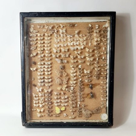 Cased Butterfly/Moth Collection