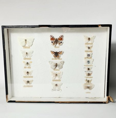 Cased Butterfly Collection