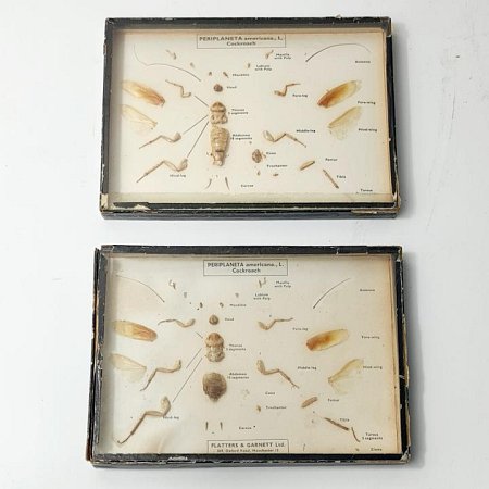 Cased Specimens