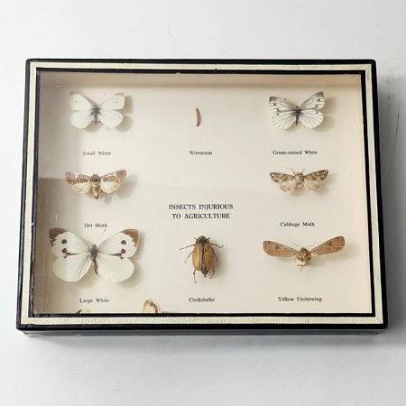 Specimens In Case