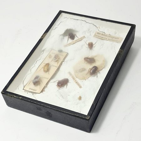 Specimens In Case