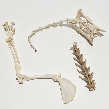 Skeleton Of Animal Limb