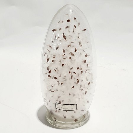 Seeds In Glass Container