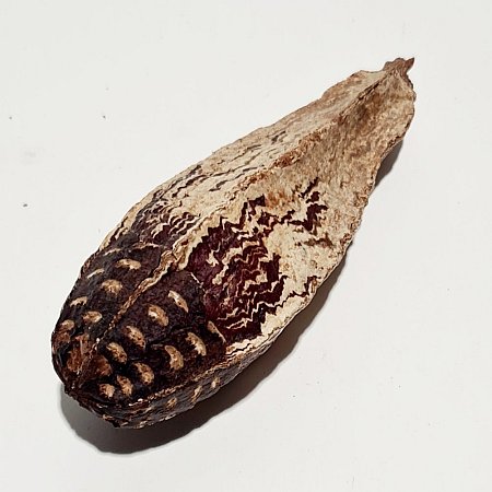 Dried Seed Pod Soecimen