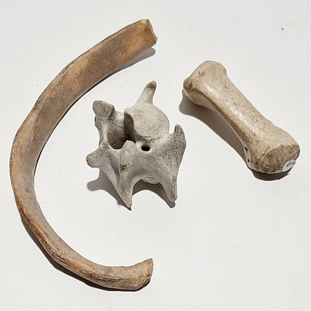 Small Bone (each)