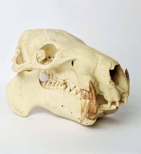 Hippopotamus Skull (cast)
