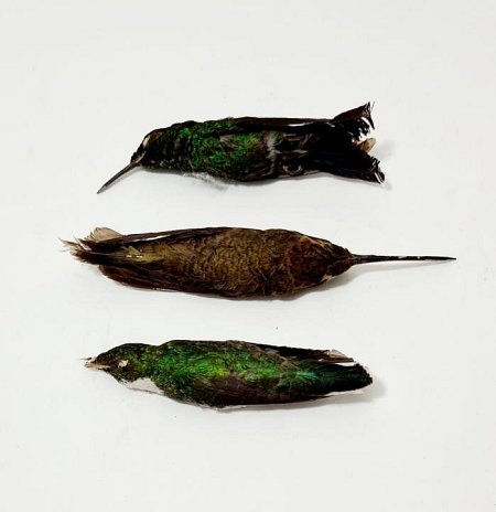 Small Birds (priced individually)