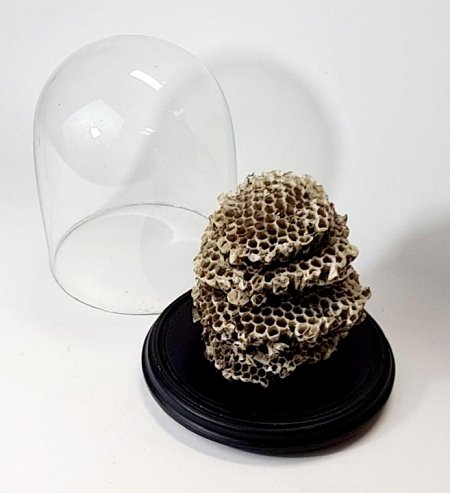 Honeycomb Under A Glass Display Dome
