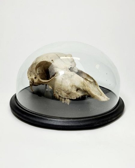 Sheep Skull Under Glass Dome