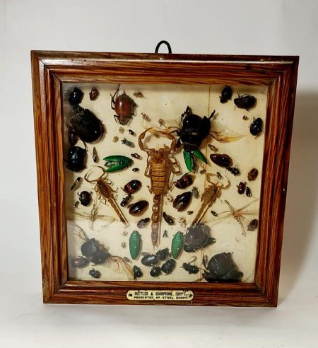 Beetles Mounted in Case