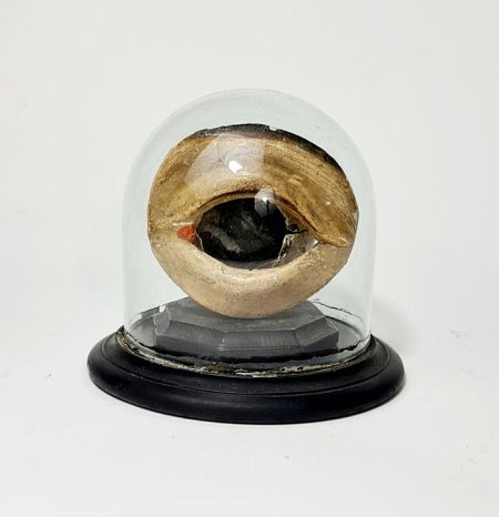 Vintage Eye Model Under Glass Dome