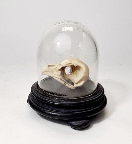 Bird Skull Under Glass Dome