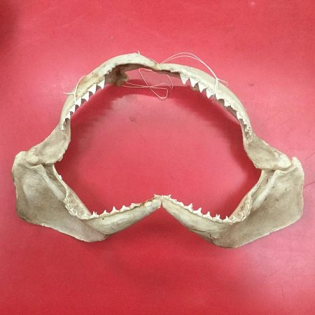 Shark Jaw - medium