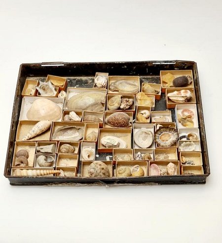 Vintage Shell Collection / Display