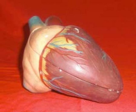 Model Heart