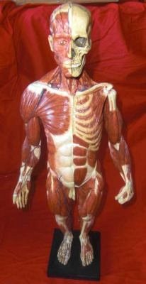 Male Anatomical Body