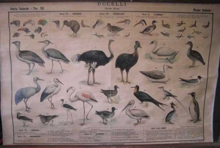 Bird Species Chart c1920