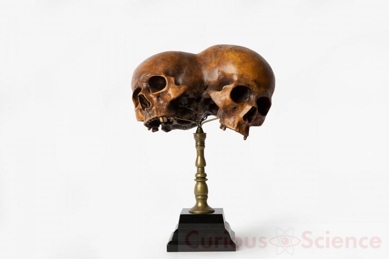 Gestural Skull Puppet 12cm