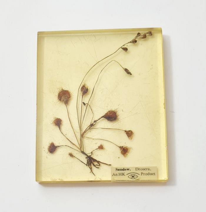 Botanical Specimen In Resin