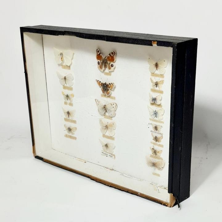 Cased Butterfly Collection